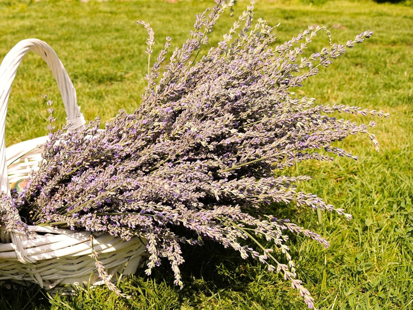 Greenwood Nursery: Live Perennial Plants - Grosso Lavender + Lavandula x Intermedia - [Qty: 2X 3.5 Pots] - (Click for Other Available Plants/Quantities)