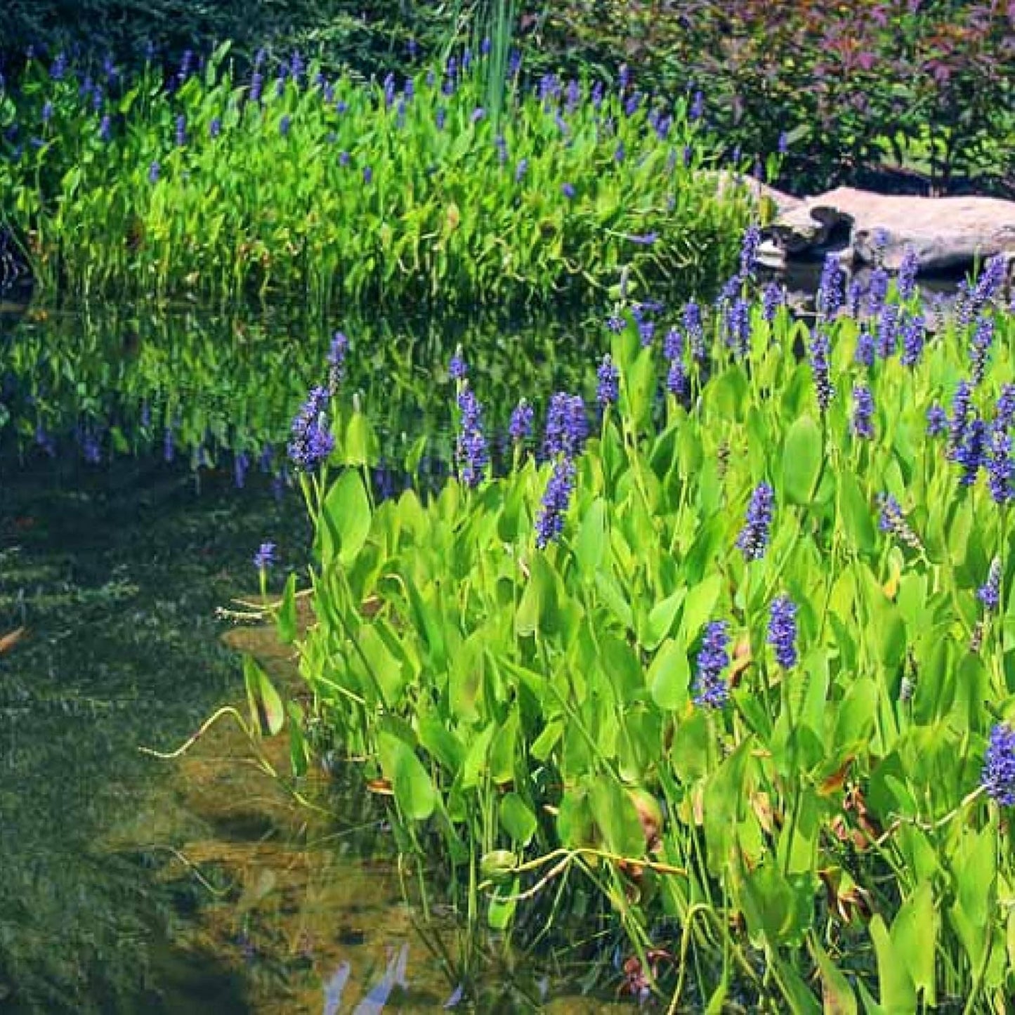 Pickerel Rush Live Pond Plant for Water Garden (Blue Pickerel Rush, 3)