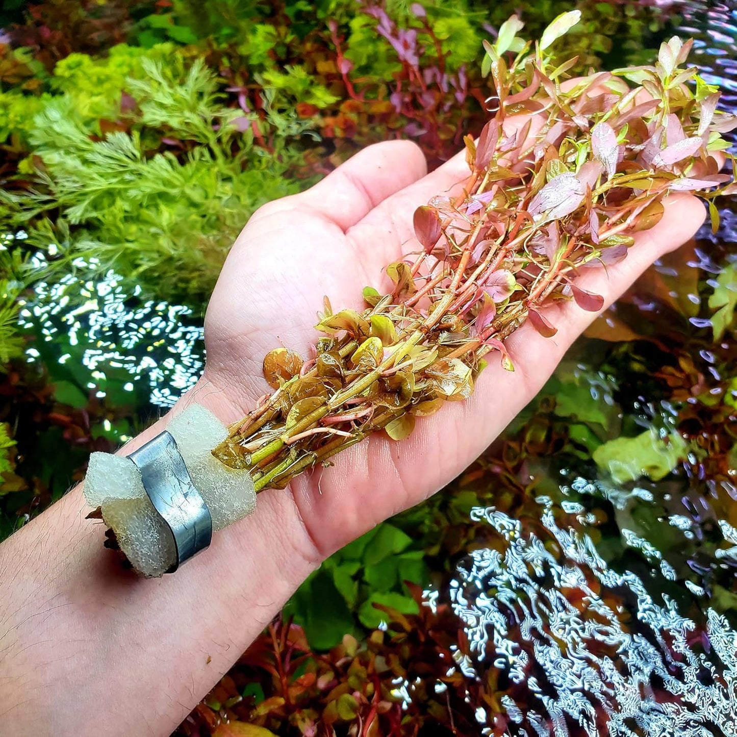 Live Aquarium Red Stem Plants - Freshwater Aquatic Plant for Fish Tanks, Aquascaping - (Rotala Wallichii, 4 Bunches)