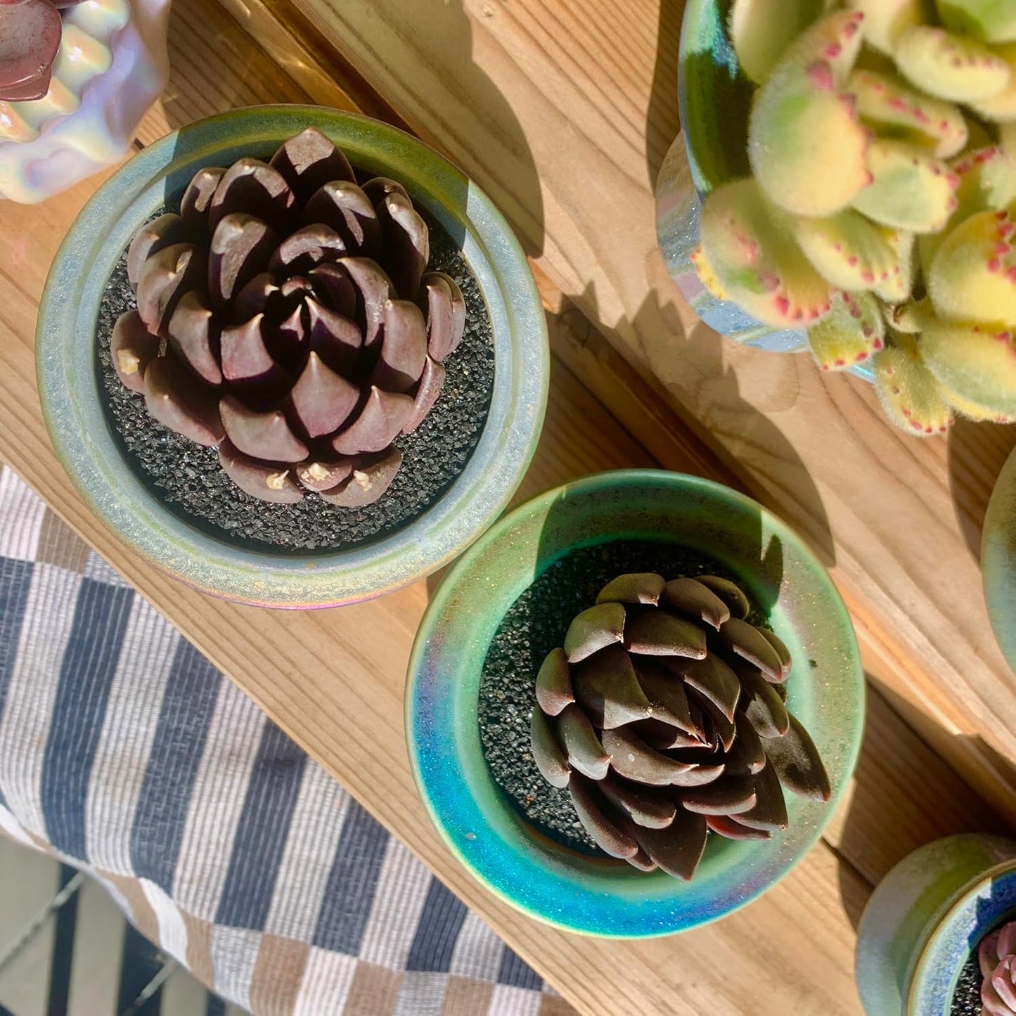 FWPP Live Succulents Plants Echeveria Affinis 2 inches,Rare Black Succulents Bare Root Without Pot Soil, Live Plants Indoor Office Decoration Wedding and Gift