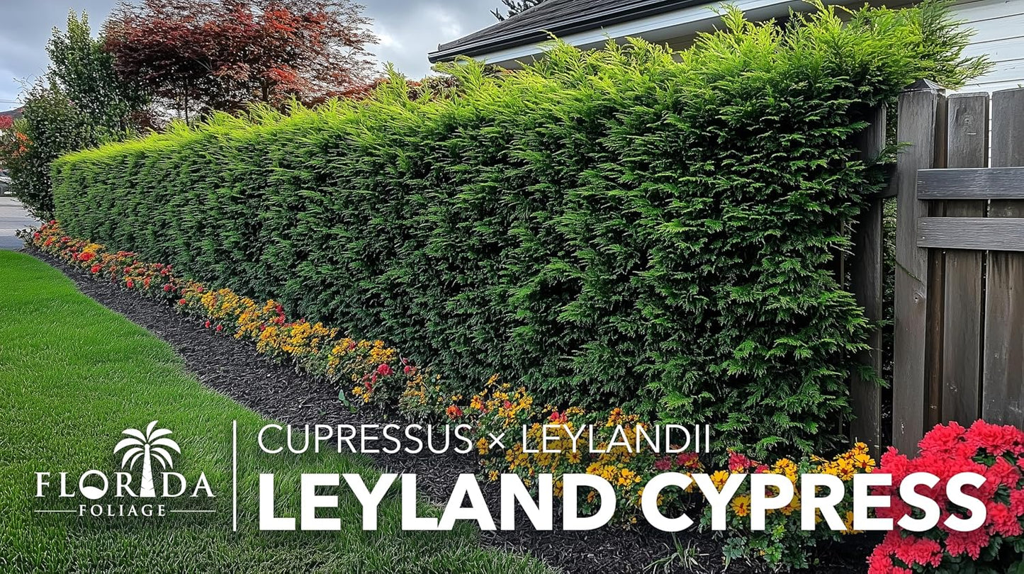 Leyland Cypress | 20 Live Plants | Cupressocyparis leylandii | Fast Growing Privacy Trees, Evergreen Landscape Plants, Drought Tolerant, Low Maintenance, Windbreak, Hardy