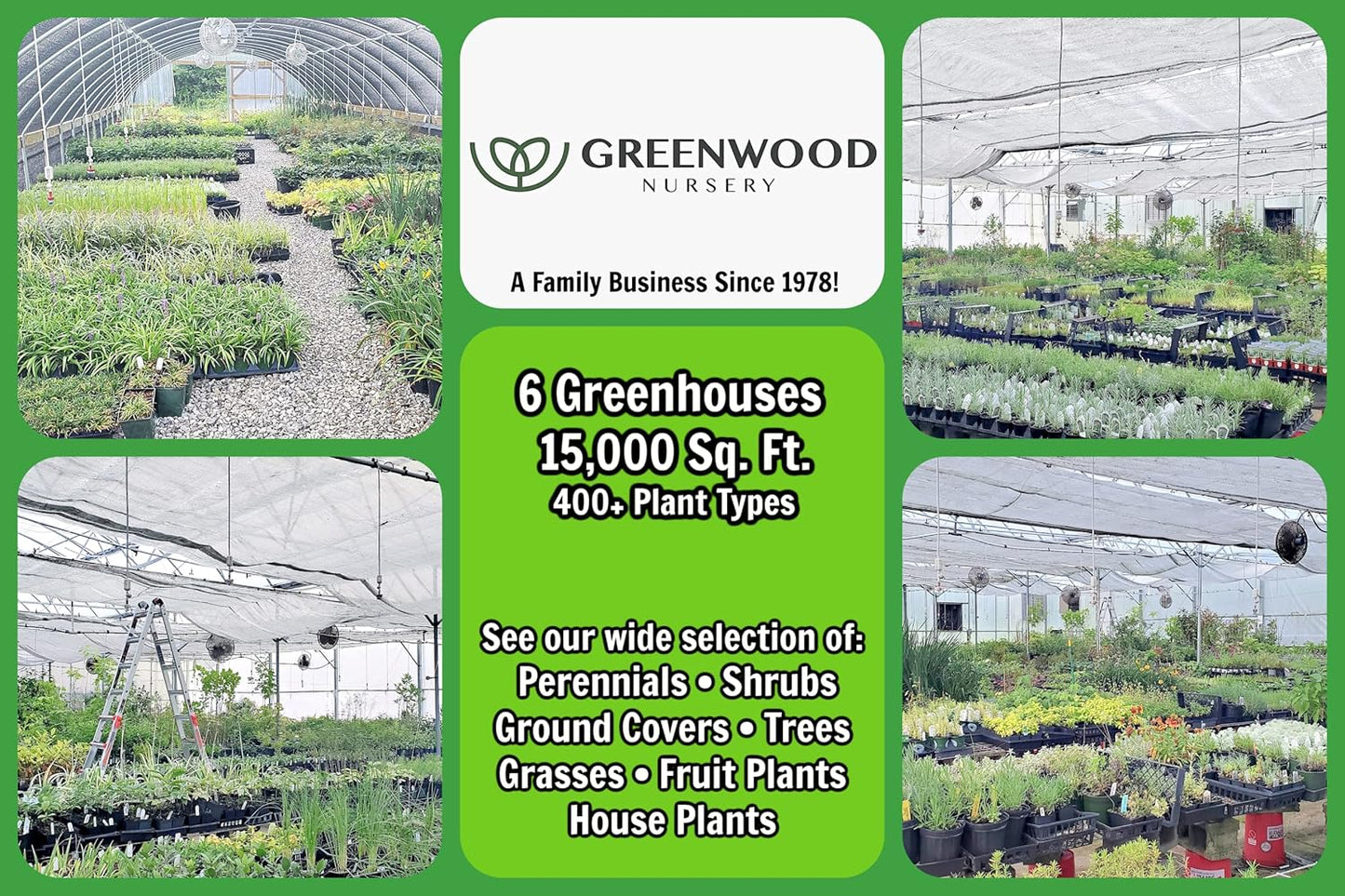 Greenwood Nursery: Live Perennial Plants - 'Walkers Low' Catmint + Nepeta × Faassenii - [Qty: 5X Pint Pots] - (Click for Other Available Plants/Quantities)
