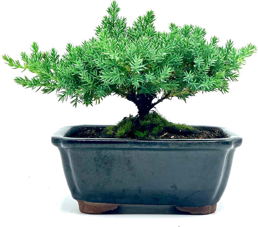 Live Dwarf Juniper Bonsai Tree | Indoor/Outdoor | 100% Handcrafted| Home and Office Décor | Best Gift for Holiday | Good for Beginner