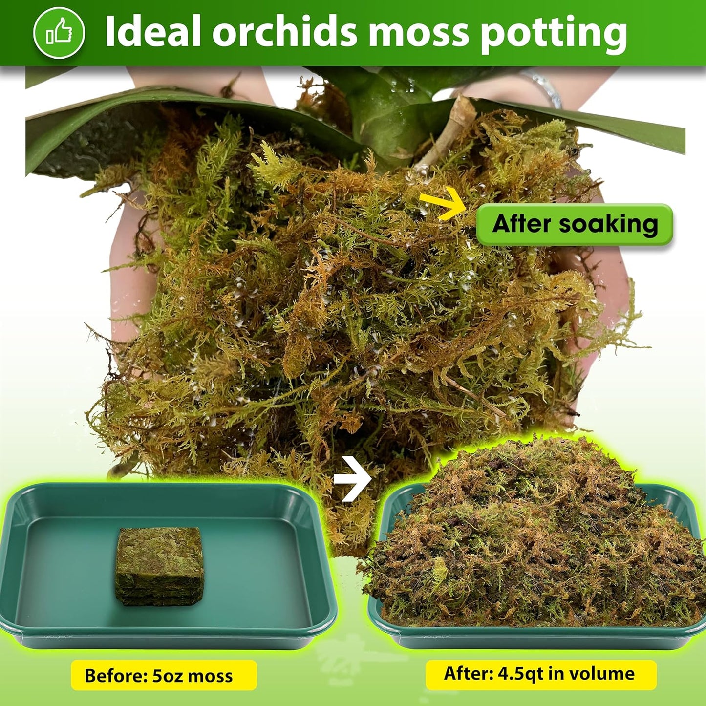 DUSPRO Dried Moss for Potted Plants, Forest Orchid Moss for Potting Mix, Sphagnum Potting Moss for Plants Indoor, Real Moss Soil Cover for Houseplant (5 OZ)