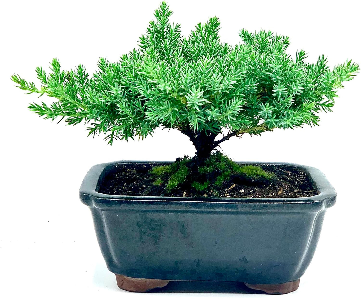 Live Dwarf Juniper Bonsai Tree | Indoor/Outdoor | 100% Handcrafted| Home and Office Décor | Best Gift for Holiday | Good for Beginner