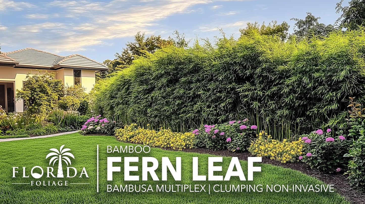 Bamboo Fernleaf | 5 Large Gallon Size Plant | Bambusa multiplex | Clumping Bamboo Privacy Screen | Fast Growing Hedge Windbreak Gardens Walkways Borders Decorative Accent Garden Feature Zone