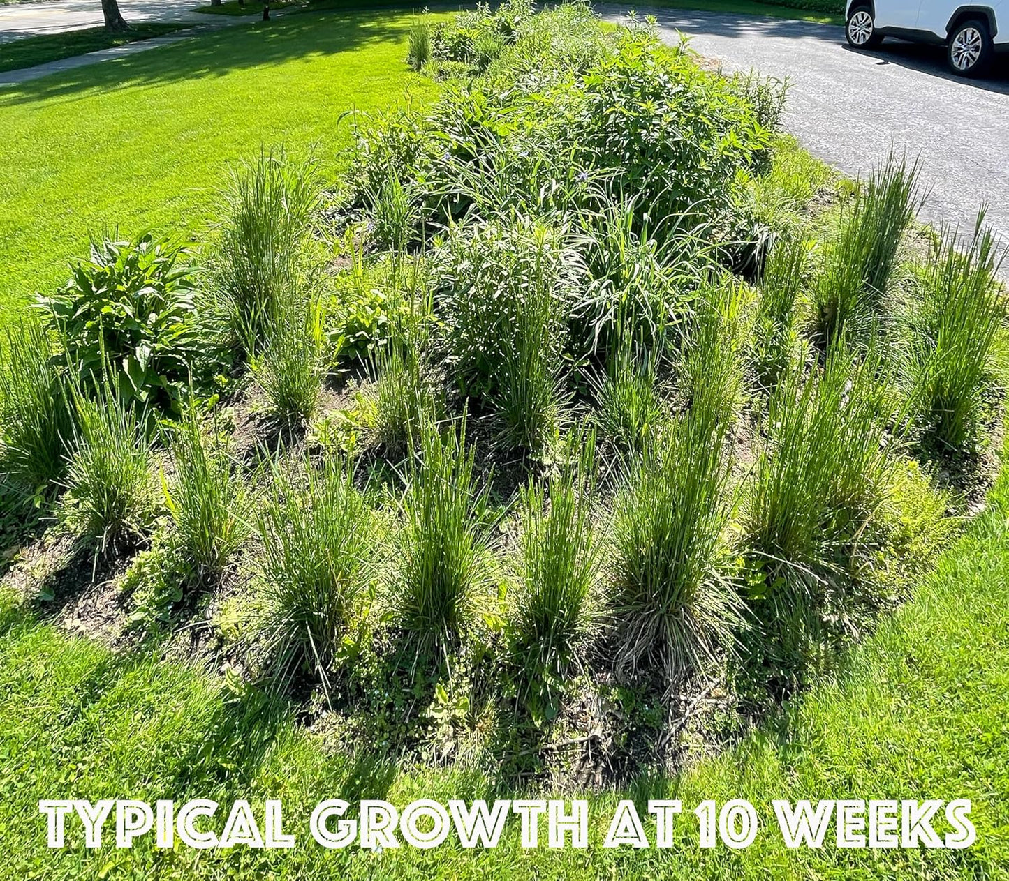 64 Outdoor Plants - Flowering Garden for Full Sun to Support Pollinators Including Perennial Native Plants Purple Coneflower, Butterfly Milkweed, Wild Bergamot and Smooth Blue Aster